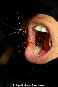 At the "dentist" (PS nor diver nor shrimps suffered any i... by Henrik Gram Rasmussen 